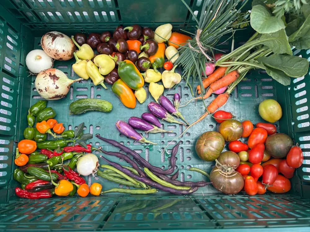 Colorful harvest of onions, peppers, eggplants, carrots, and tomatoes in a crate.