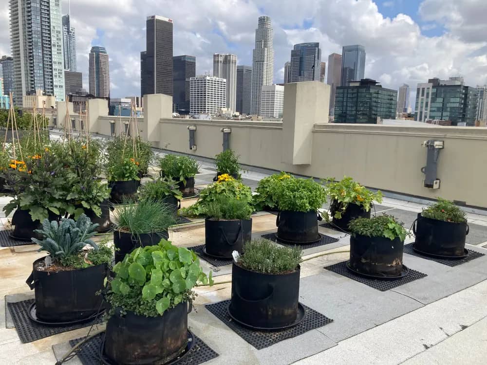 Rows of planted containers with vegetables and flowers on a rooftop against a city skyline