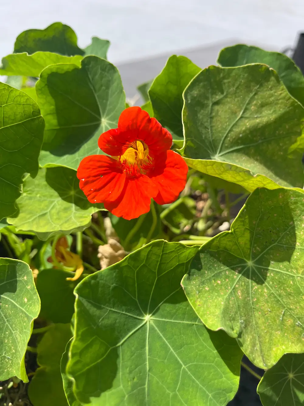 A bright red nasturtium flower blooms among green leaves