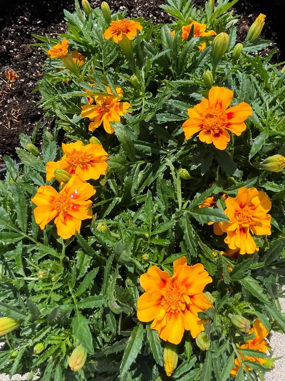 Orange marigold flowers blooming among green leaves in a planter.