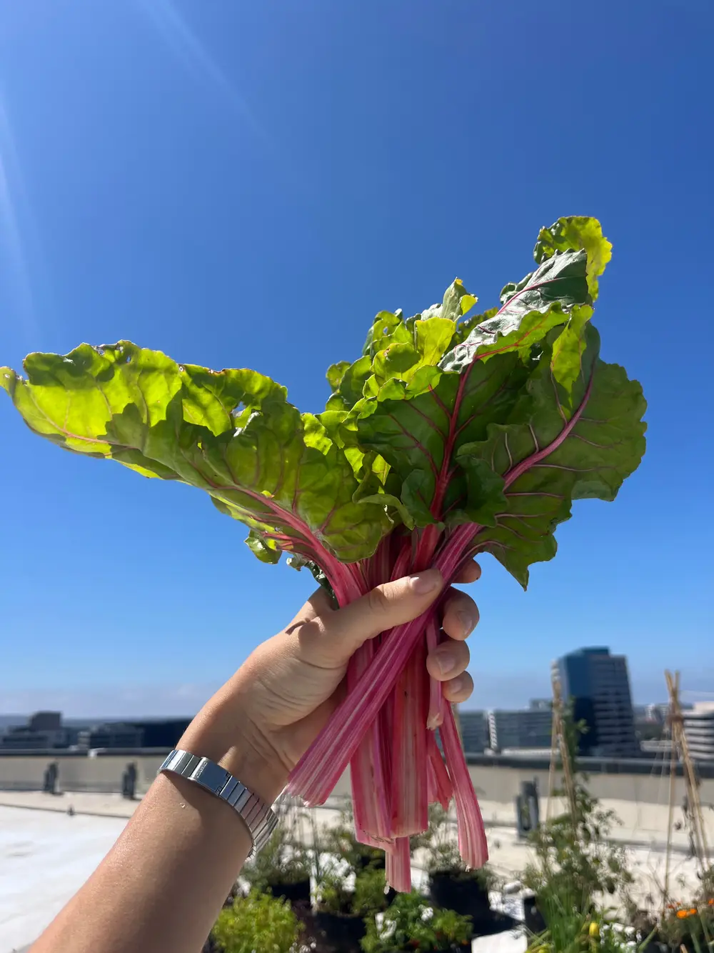 A hand holds a bunch of colorful chard against a clear sky and city skyline.