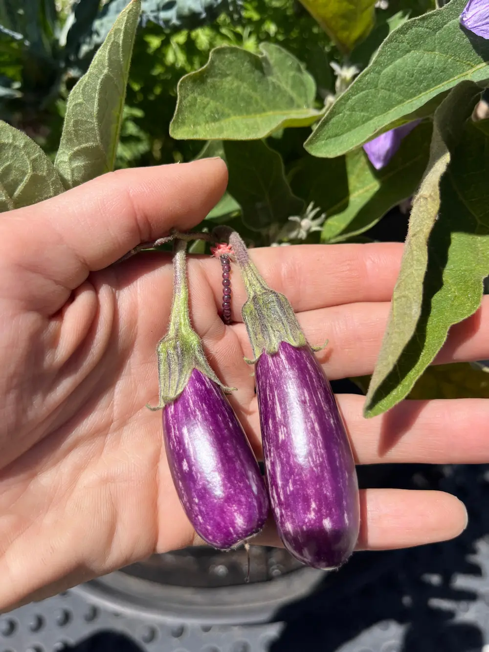 A hand holds two small purple eggplants still attached to a leafy plant.