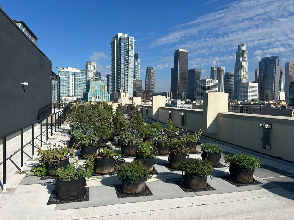 Rooftop planters with greenery in front of a city skyline under blue sky