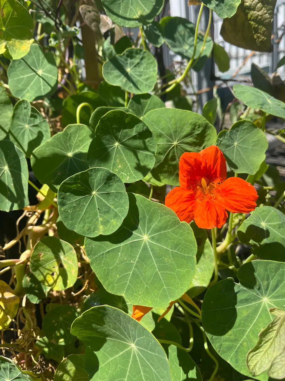 An orange flower blooms among large green leaves.