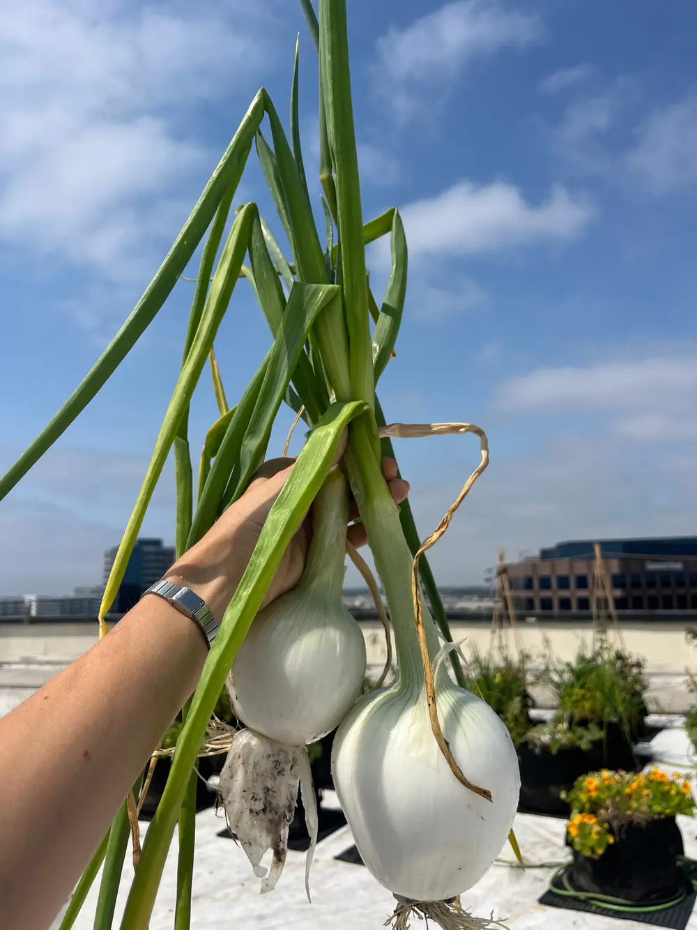 A hand holds freshly harvested onions with green stalks against a rooftop skyline.