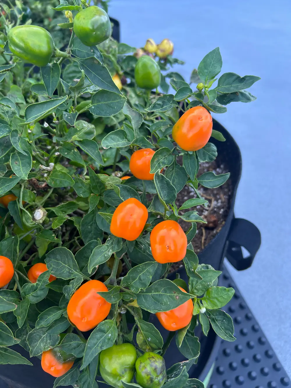 Orange and green peppers growing on a leafy plant in a black planter