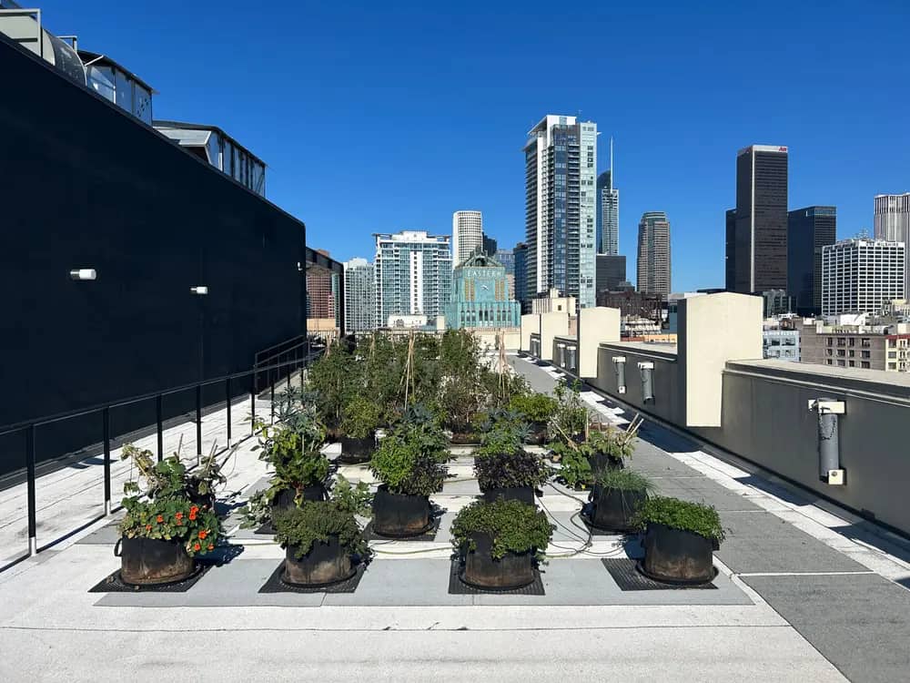 Rows of potted plants on a rooftop with a city skyline in the background