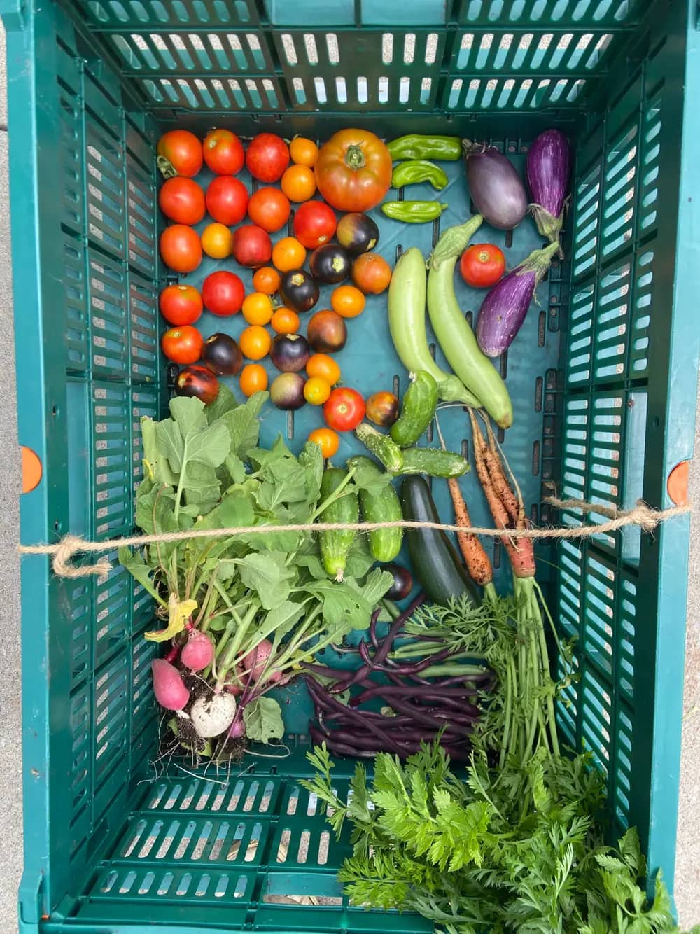 A crate filled with colorful tomatoes, eggplants, radishes, beans and carrots