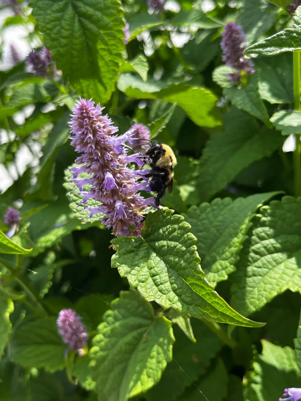 Bumblebee pollinating a purple flower spike surrounded by green leaves