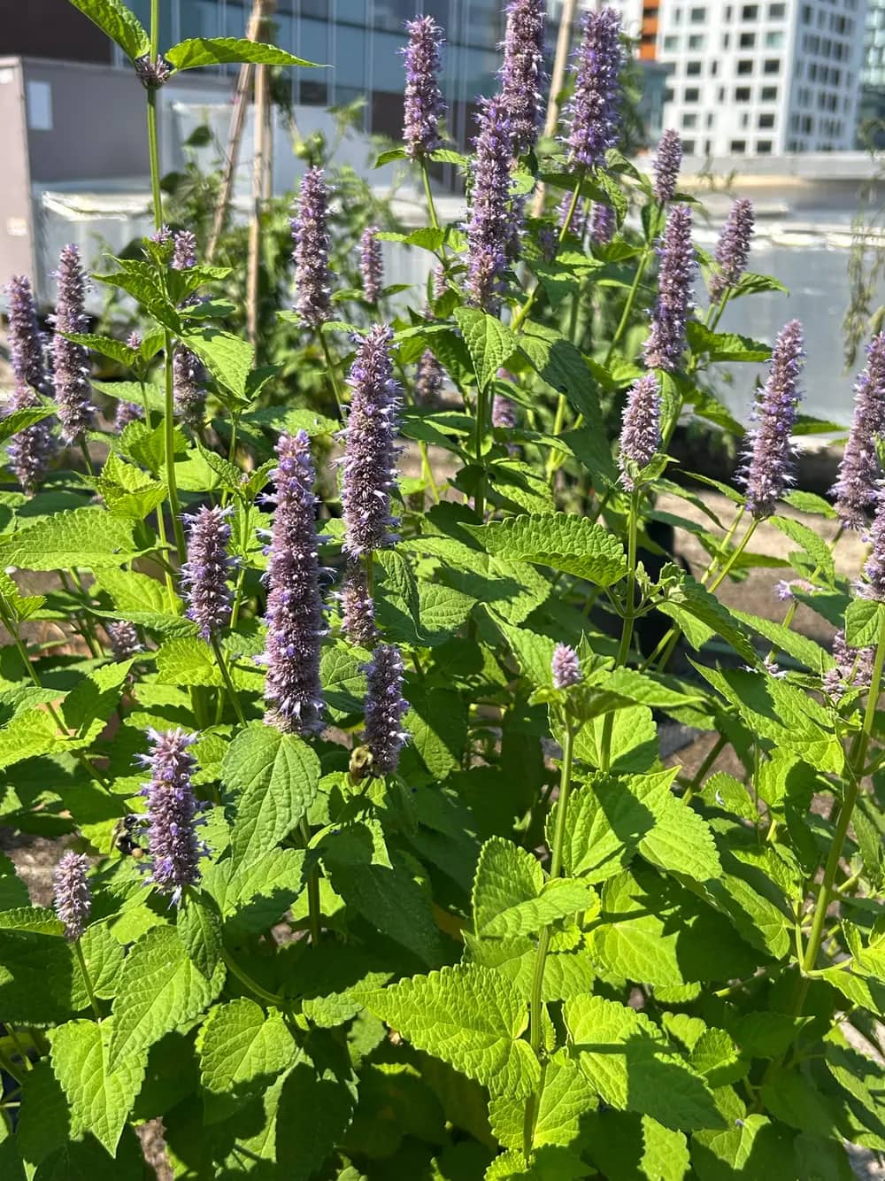Purple flowering herb spikes growing on a rooftop with city buildings in the background