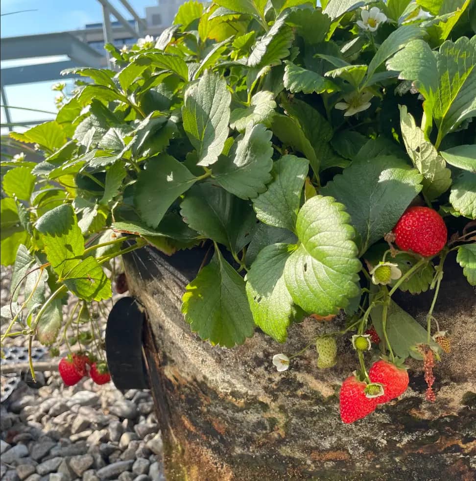 Ripe strawberries growing on a leafy plant in a container with a city building visible behind.