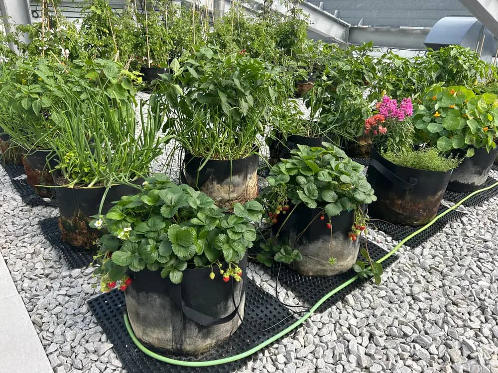 Black planter bags with strawberries, tomatoes, onions and flowers on a gravel rooftop