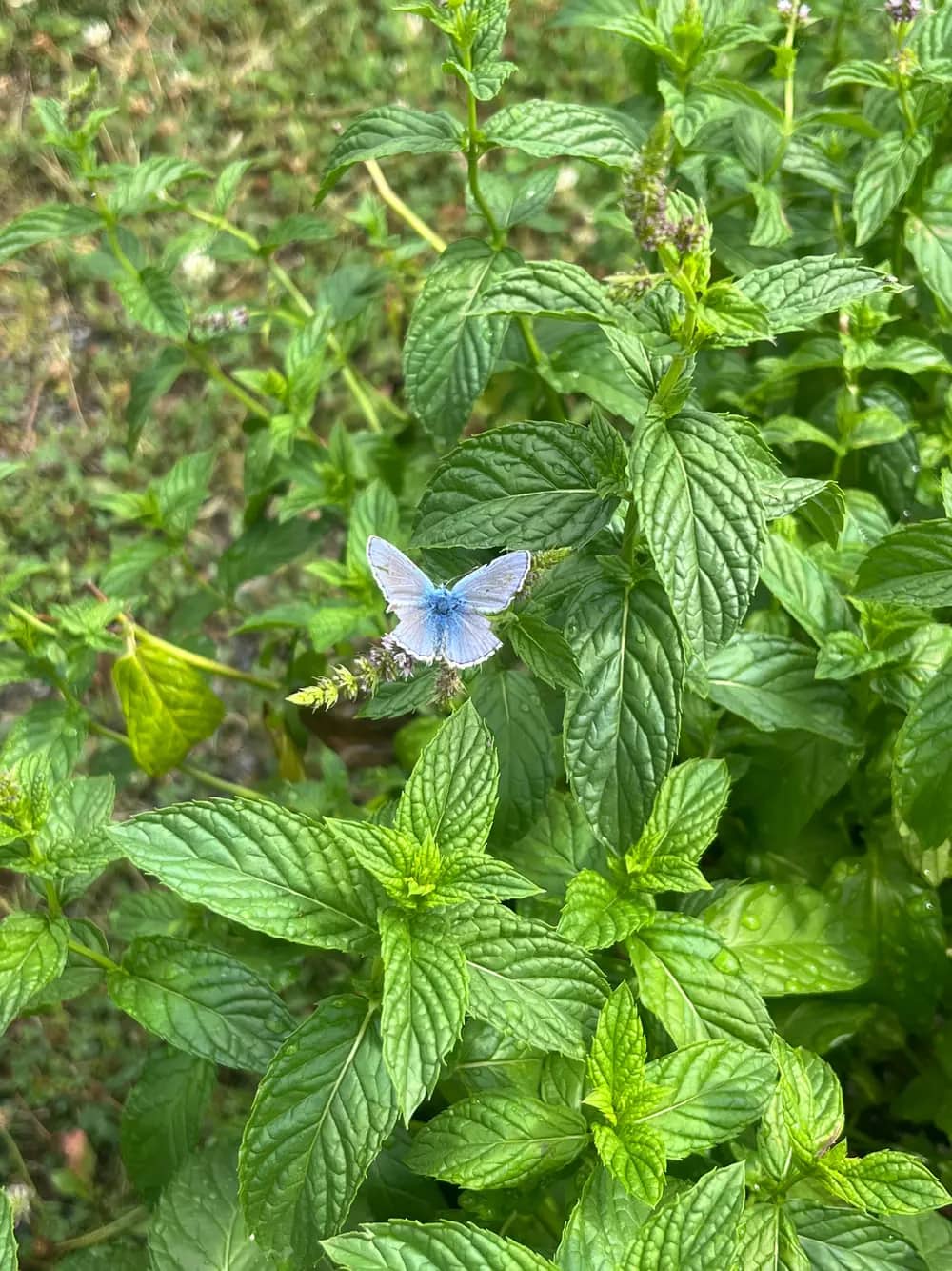 A blue butterfly rests on a flowering mint plant with lush green leaves.