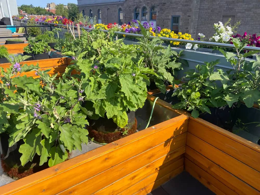Wooden planters with eggplant and flowering plants on a rooftop with a city skyline behind