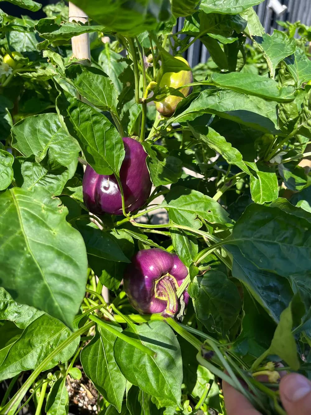 Purple peppers growing on a leafy green plant with a yellow pepper in the background.