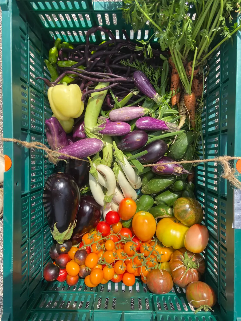 A green crate overflowing with eggplants, tomatoes, cucumbers, and carrots in bright sunlight.