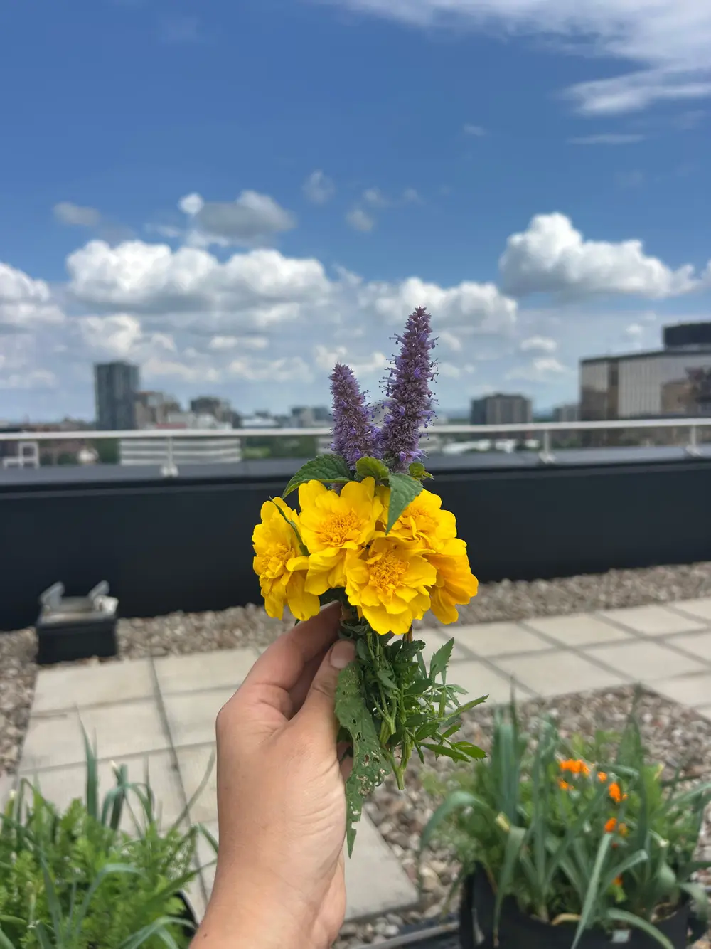 A hand holds yellow and purple flowers against a city skyline and sky.