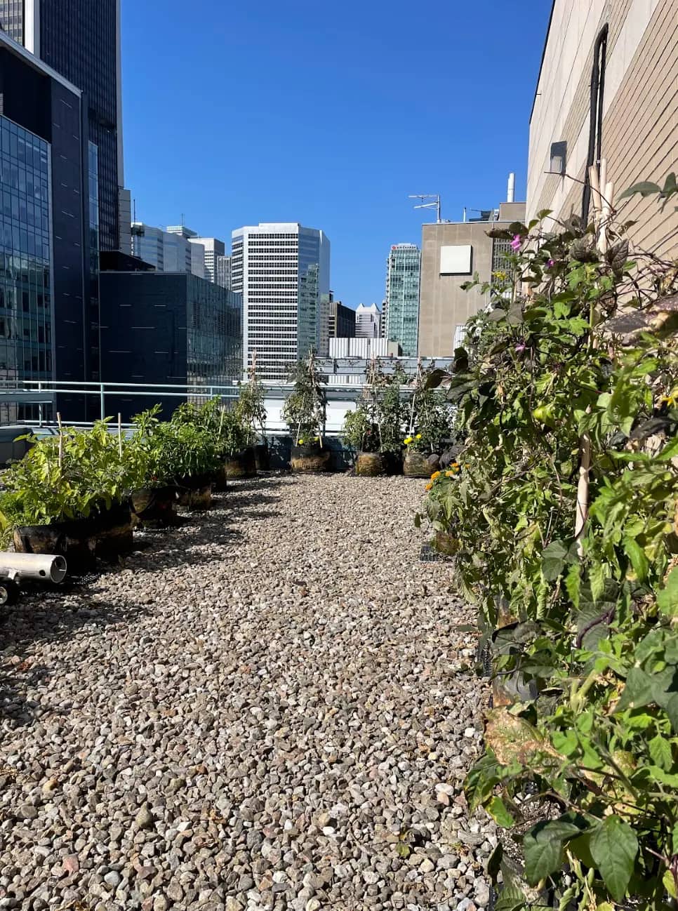 Rows of potted plants on a rooftop farm with city skyscrapers in the background under blue sky