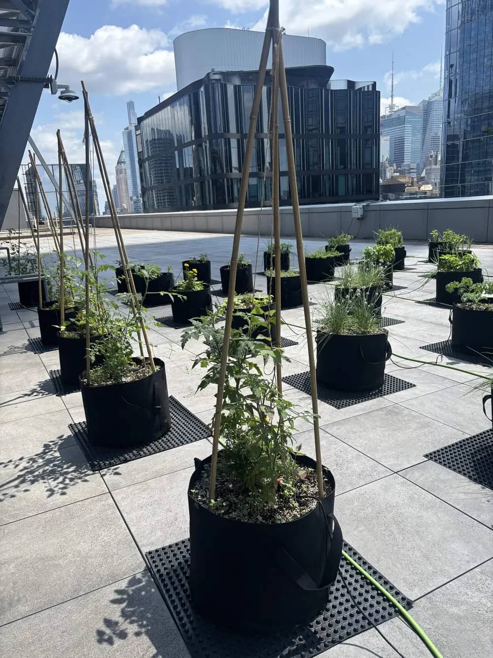 Rows of black grow bags with tomato plants and trellises on a rooftop with city skyline.