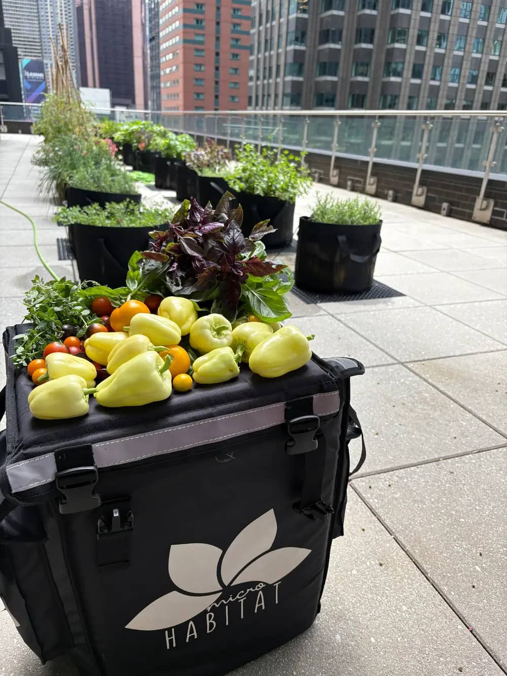 Freshly harvested peppers, tomatoes, and herbs piled on a branded delivery bag on a rooftop