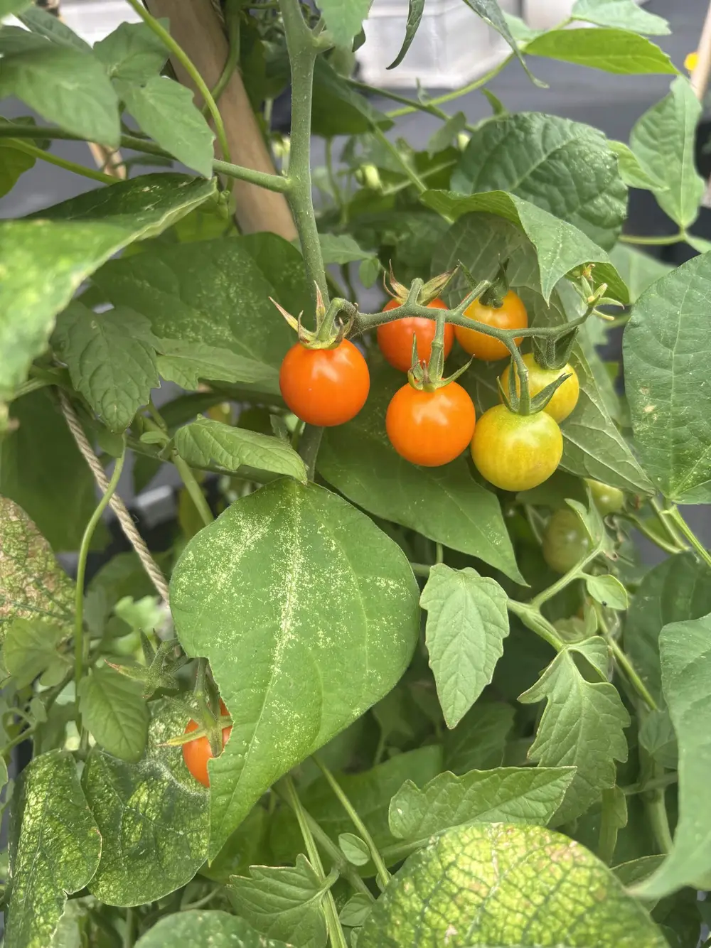 Cherry tomatoes ripening on the vine surrounded by green leaves
