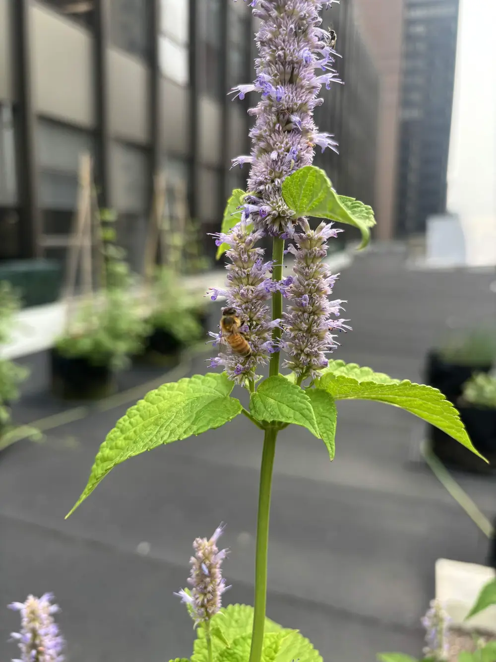 A bee pollinates a purple flowering herb spike with city buildings blurred behind