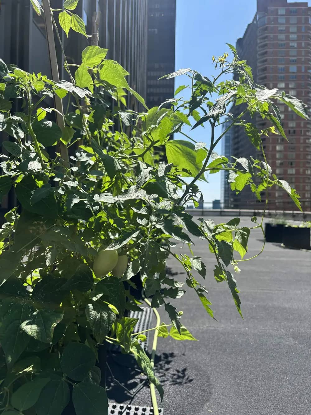A tomato plant with green fruit grows on a rooftop with city skyscrapers in the background.