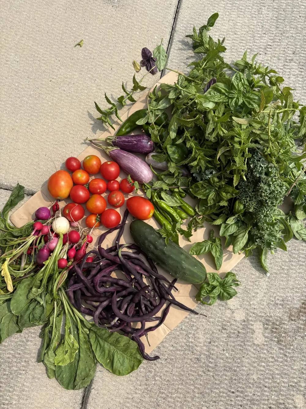 A harvest of tomatoes, eggplants, beans, radishes, cucumber, and herbs laid on paper.