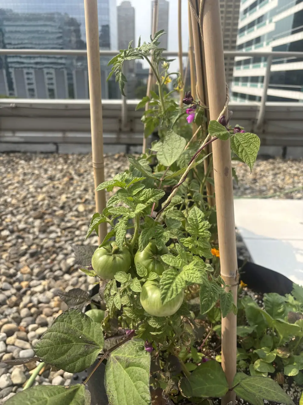Green tomatoes ripening on a staked plant with skyscrapers in the background