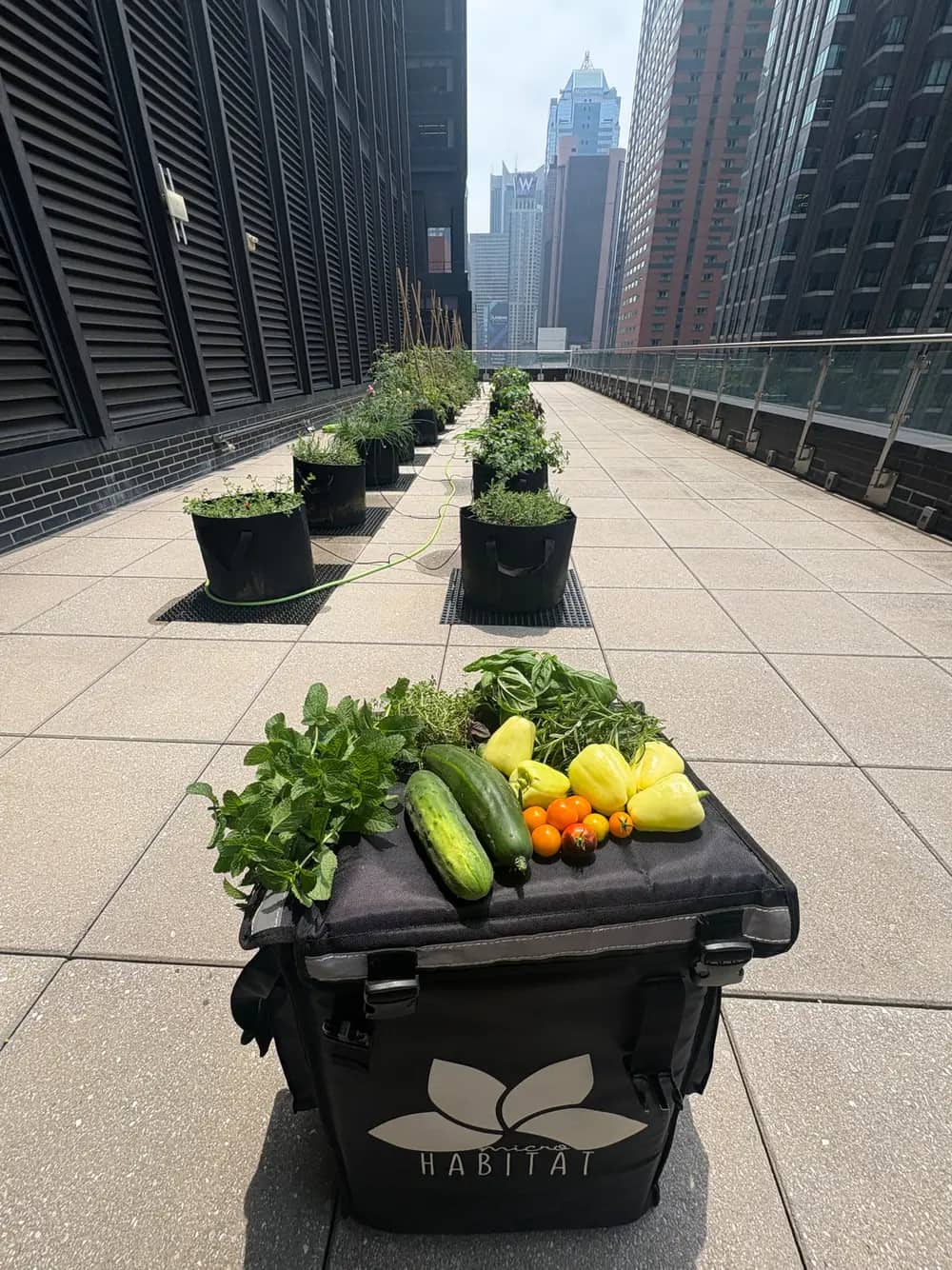 A crate of harvested vegetables sits on a rooftop walkway lined with planters and city skyline.