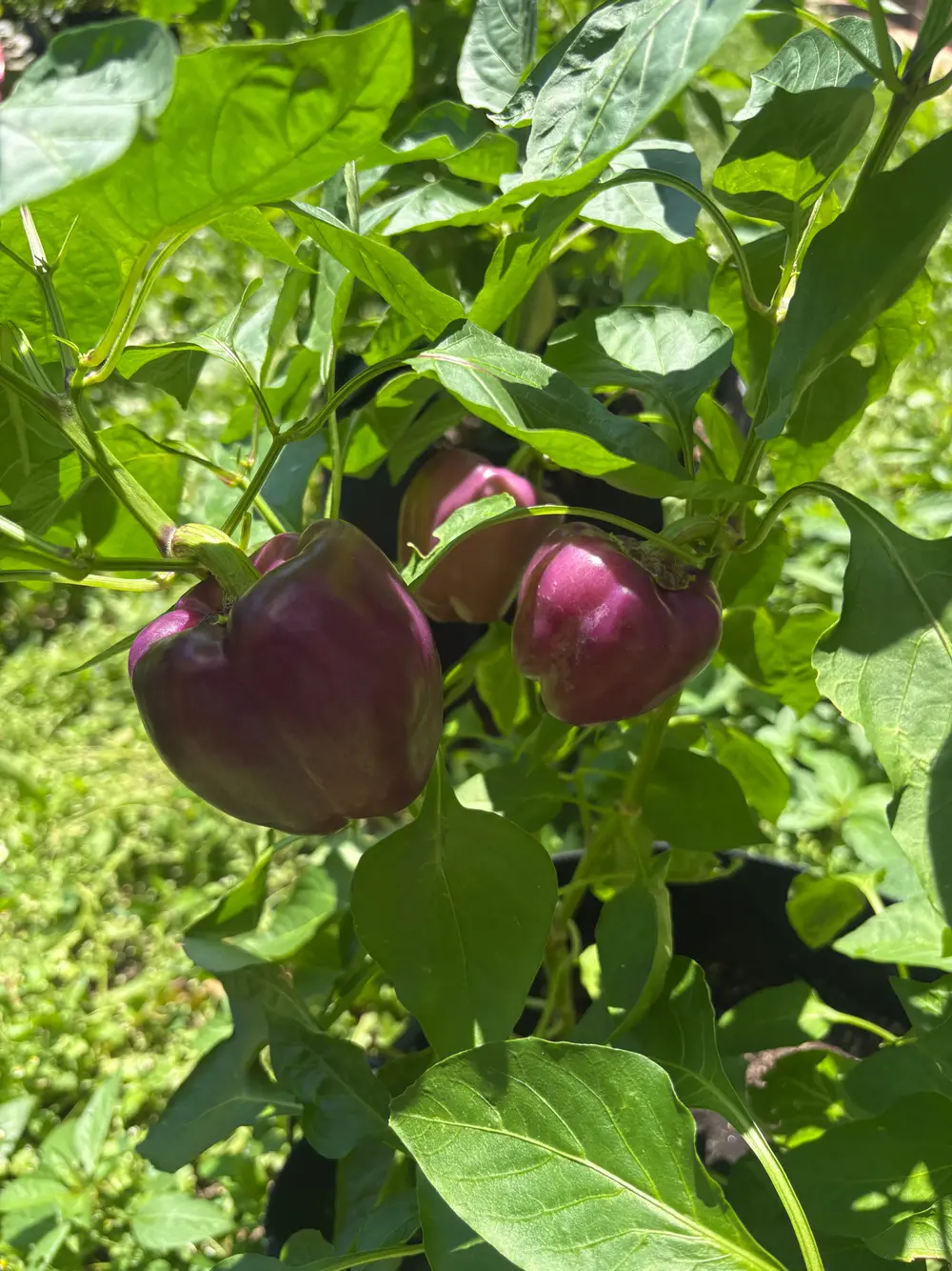 Purple bell peppers growing on a plant surrounded by green leaves