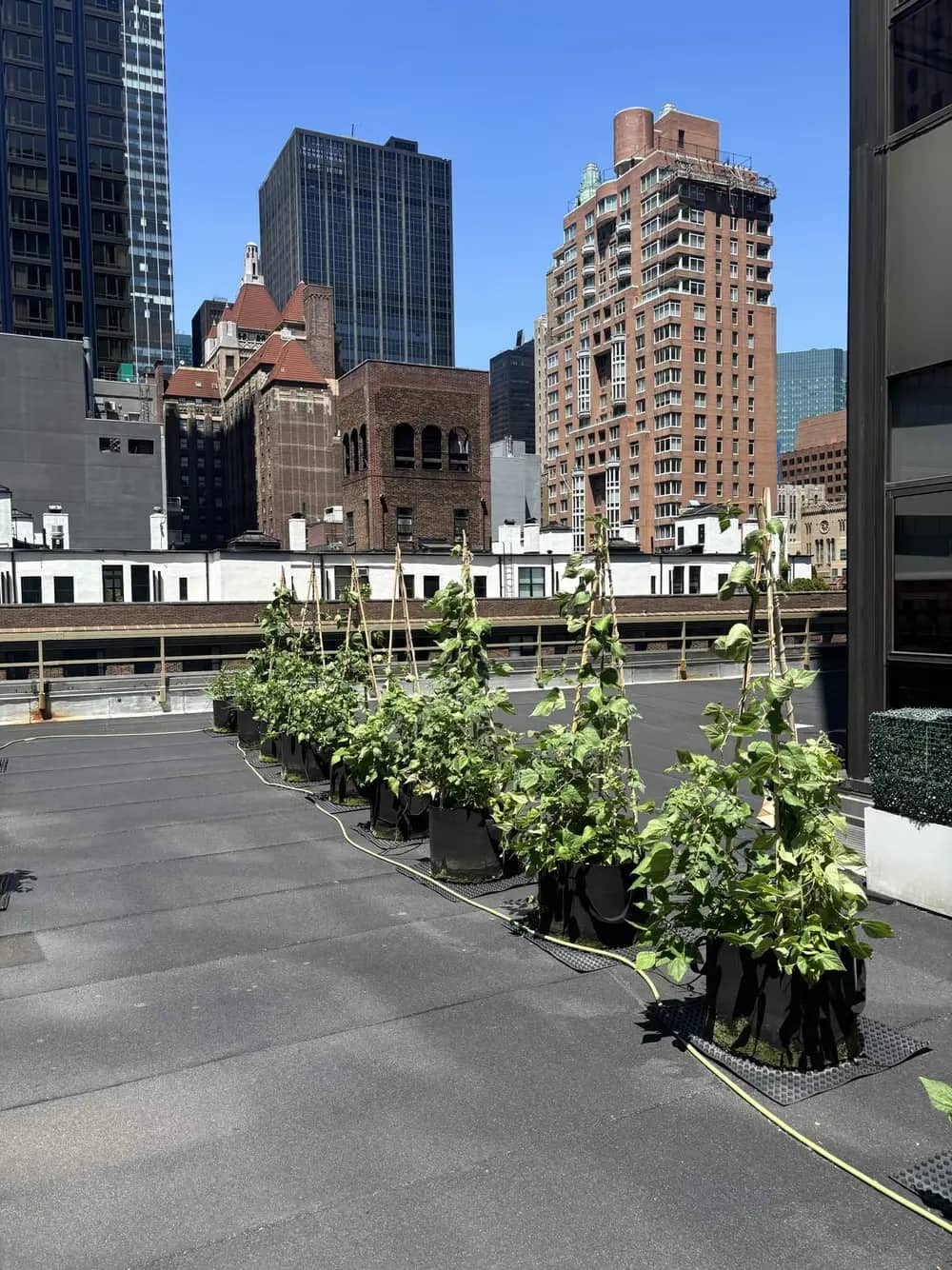 Rows of tall potted plants on staked trellises line a rooftop against a city skyline.