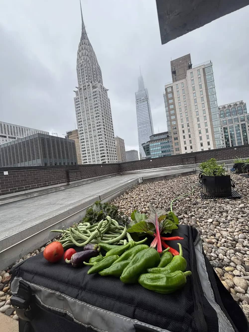 Fresh vegetables laid out on a rooftop with a city skyline and skyscrapers behind