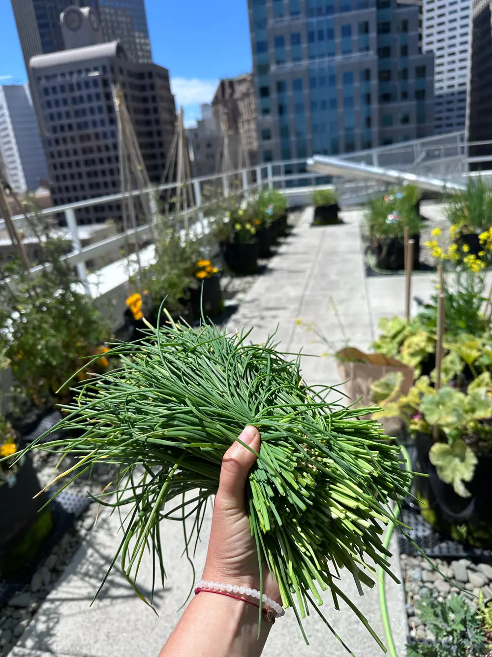 A hand holds a bunch of freshly cut chives on a rooftop farm with a city skyline behind.
