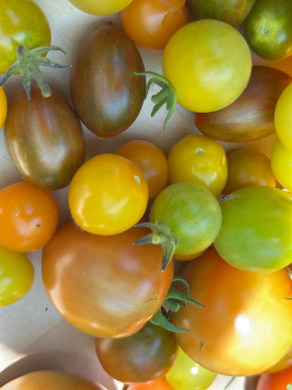 Close-up of colorful ripe tomatoes in shades of yellow, orange, and dark red.