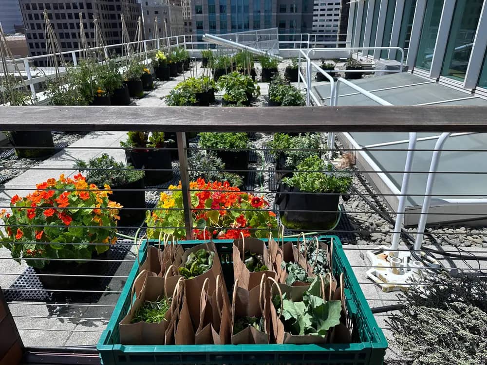 Potted plants and flowers line a rooftop farm with city buildings in the background.