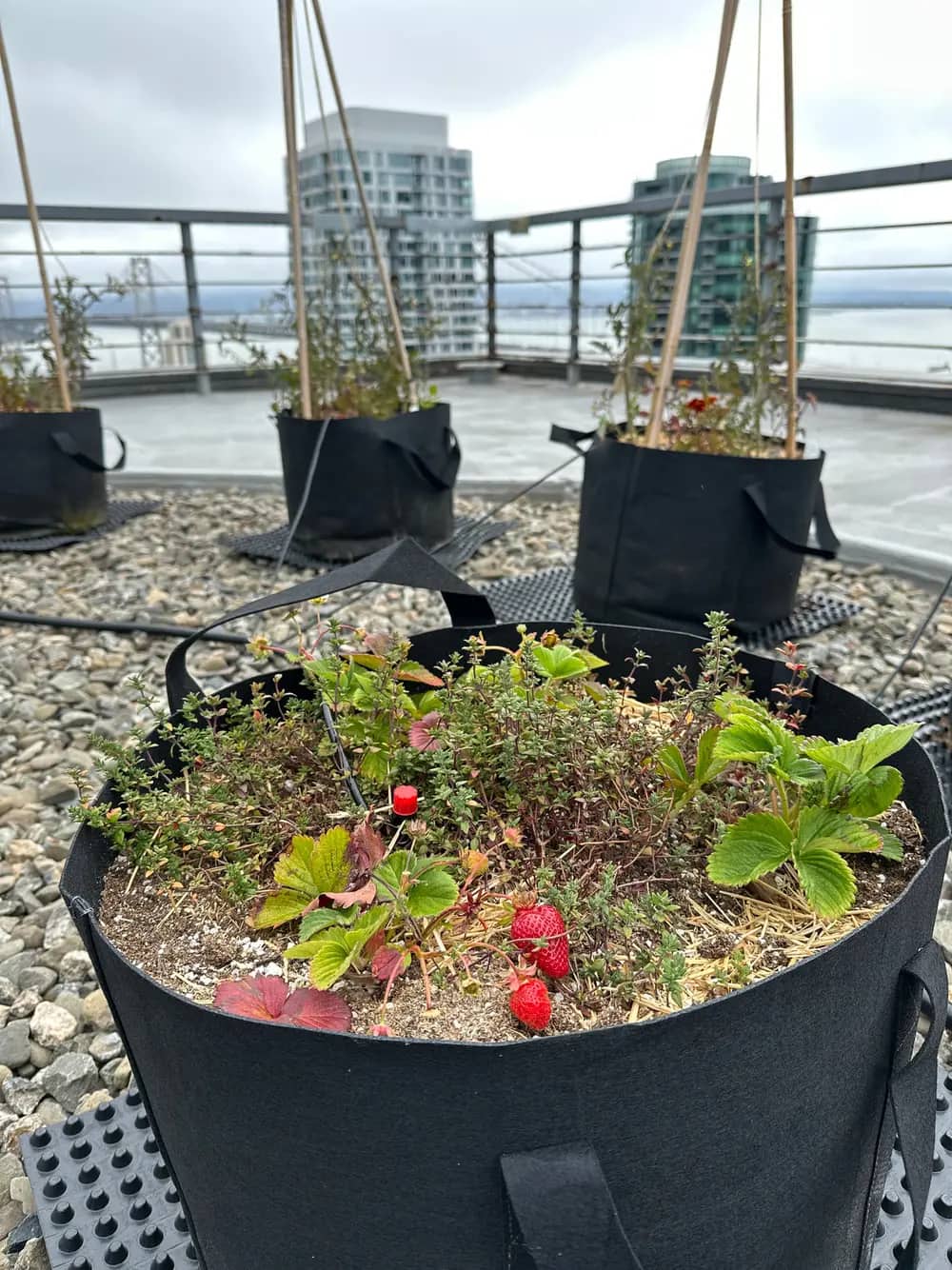 Strawberries and herbs grow in a fabric planter on a rooftop with city towers behind