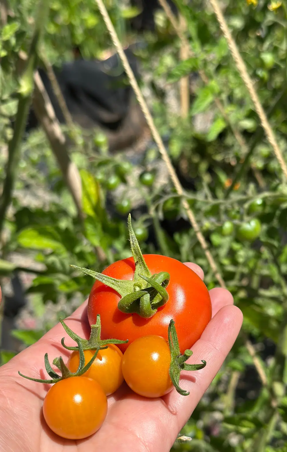 A hand holds ripe red and orange tomatoes among green tomato plants.