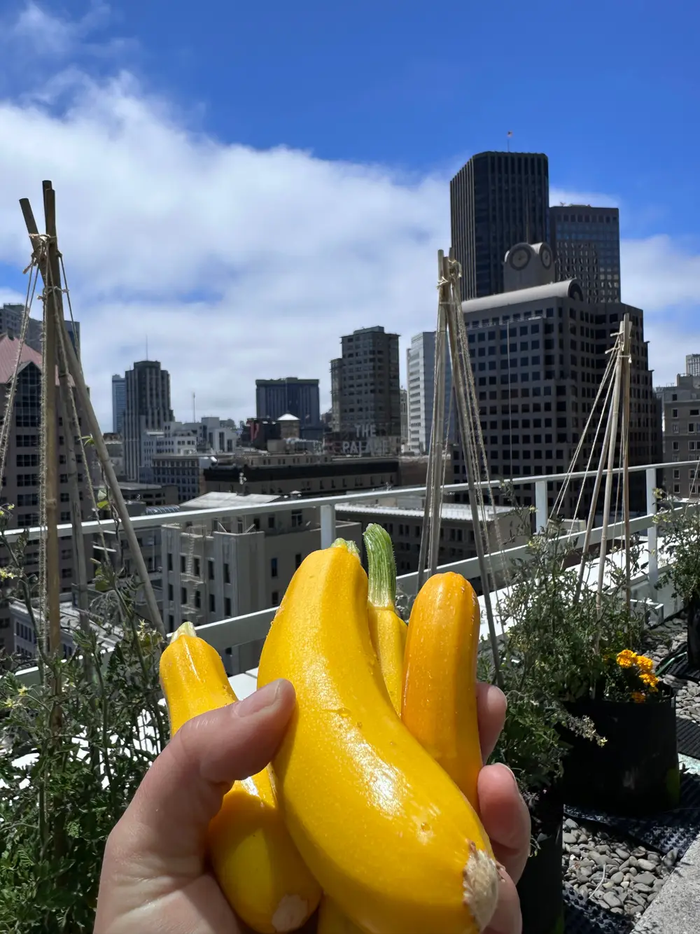 A hand holds freshly picked yellow squash with a city skyline in the background