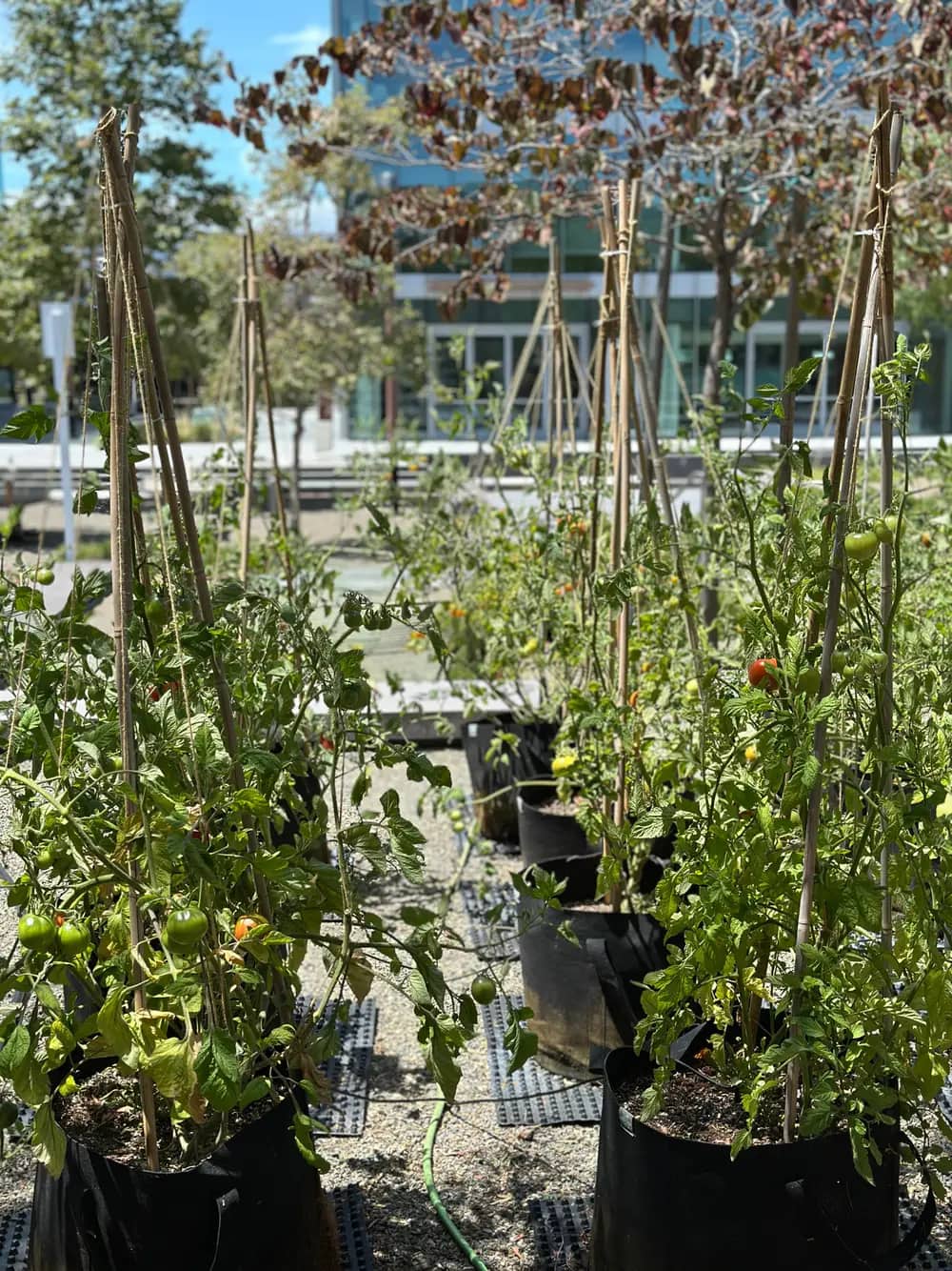 Rows of staked tomato plants in black grow bags on a rooftop with a building behind.