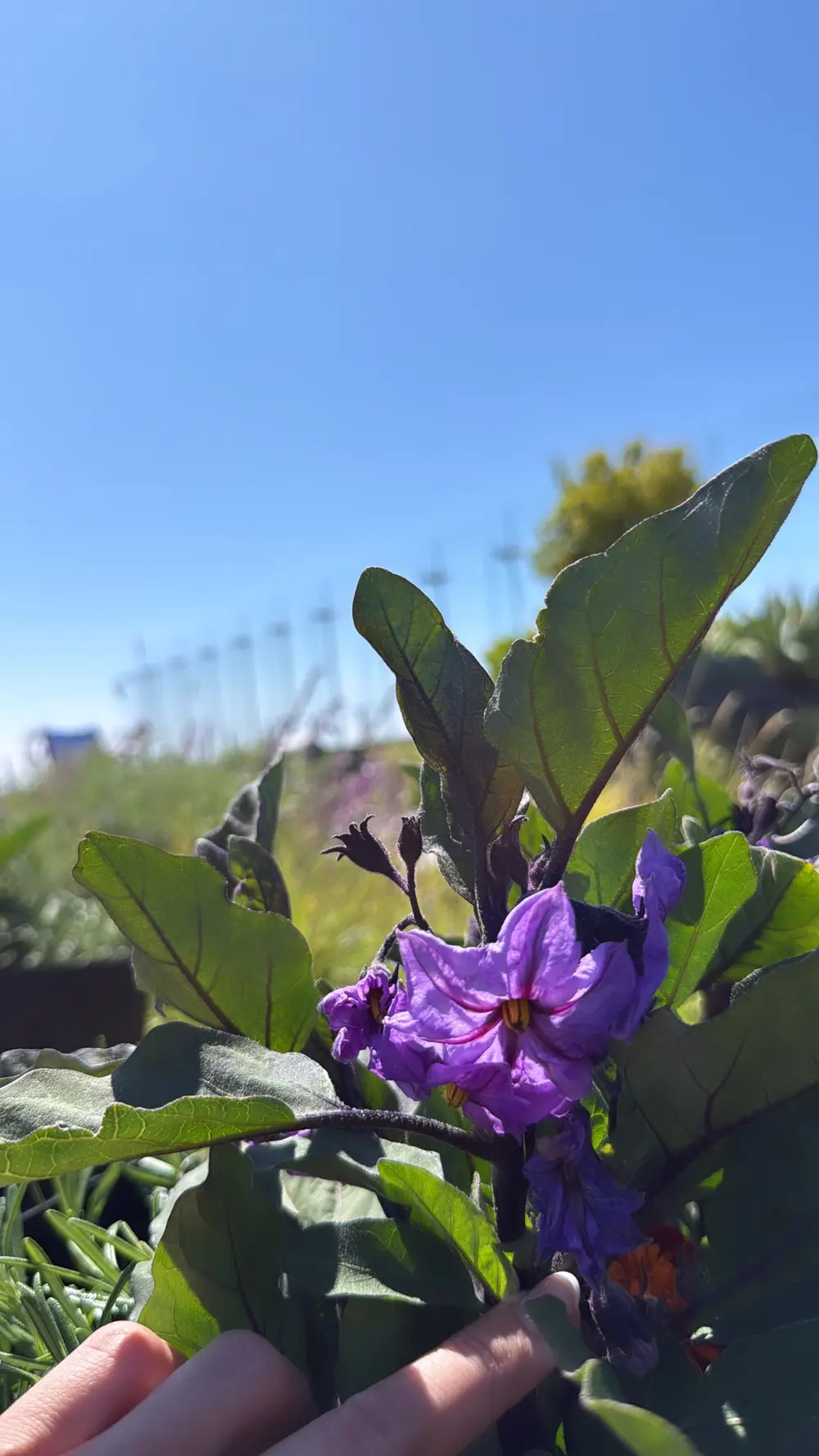 A purple flower blooms among green leaves against a clear blue sky