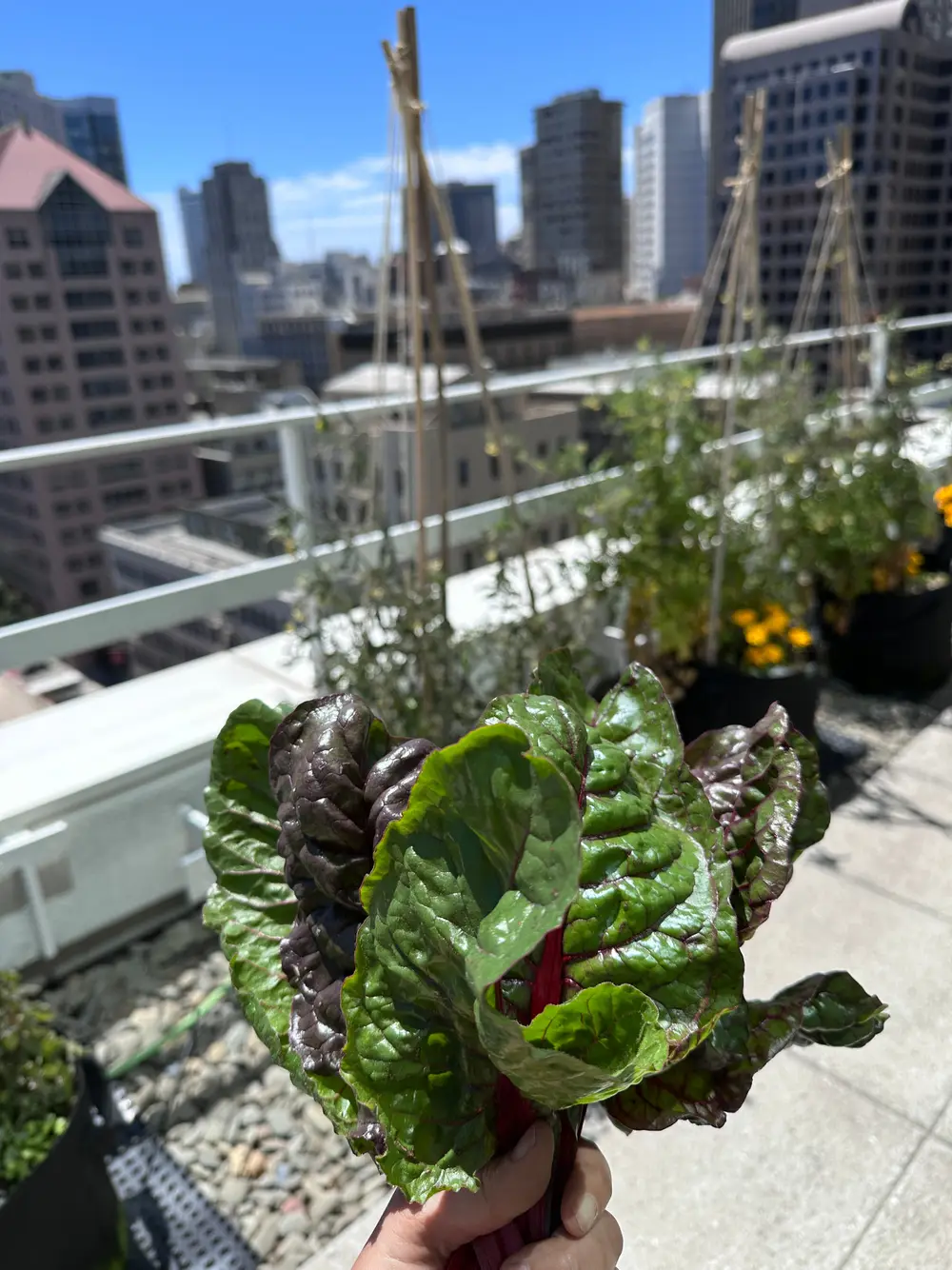 A hand holding harvested Swiss chard leaves with a city skyline in the background
