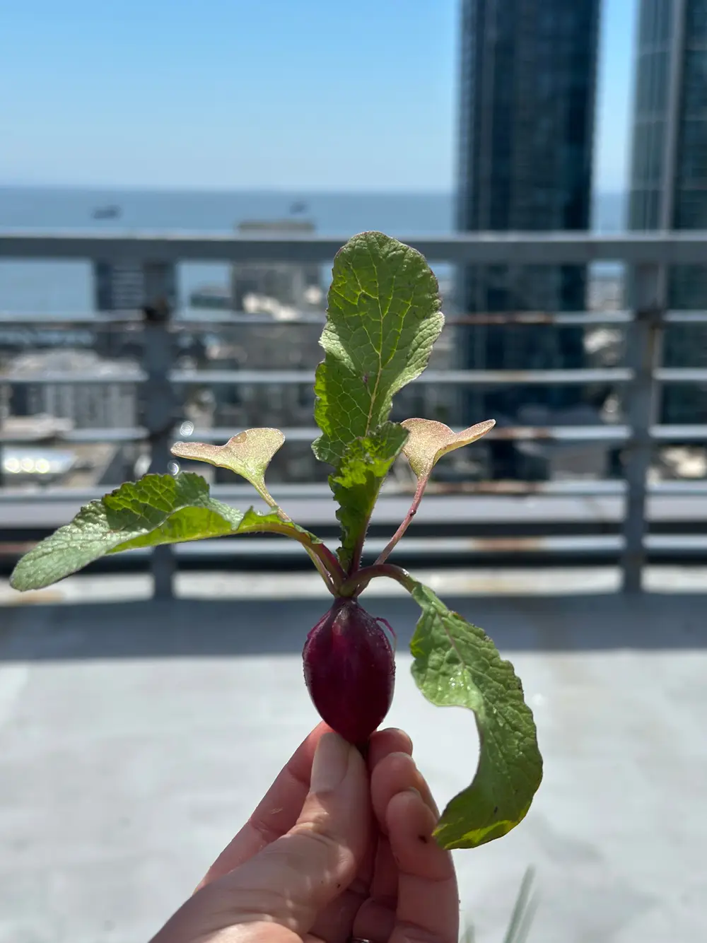A hand holds a small purple radish with green leaves against a city skyline and skyscraper.