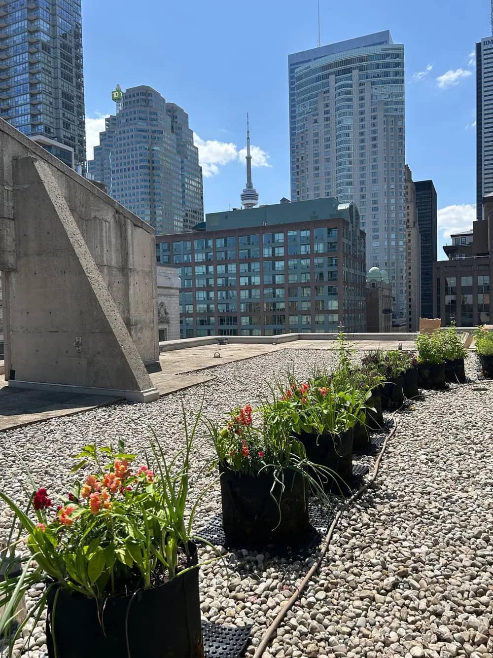 Potted flowering plants line a rooftop with a city skyline and tower in the background