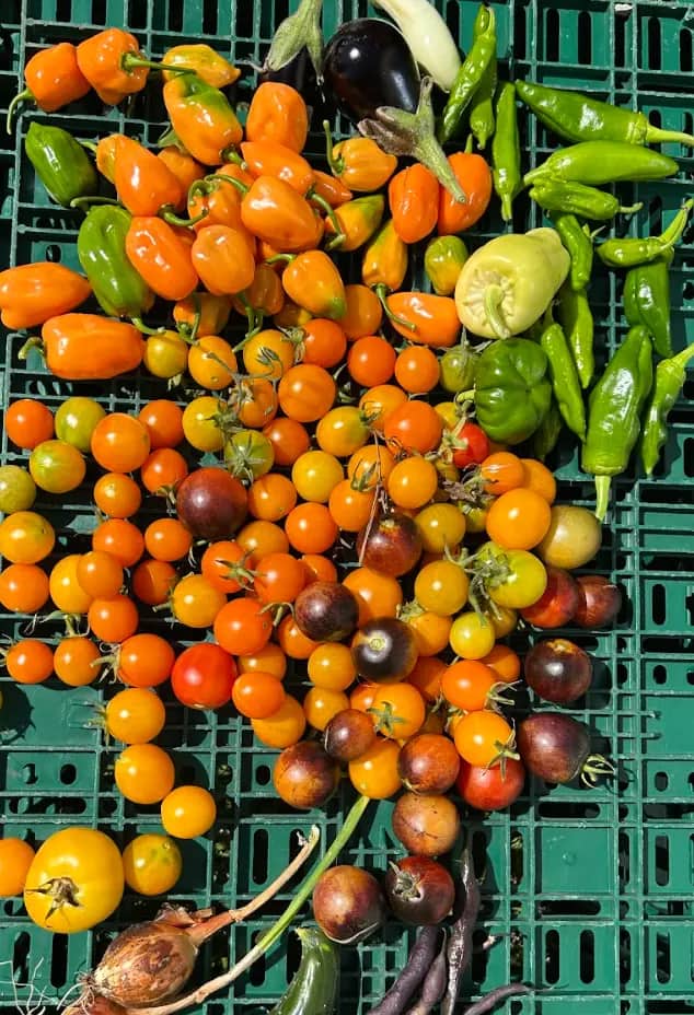 Colorful peppers and cherry tomatoes piled on a green plastic crate.