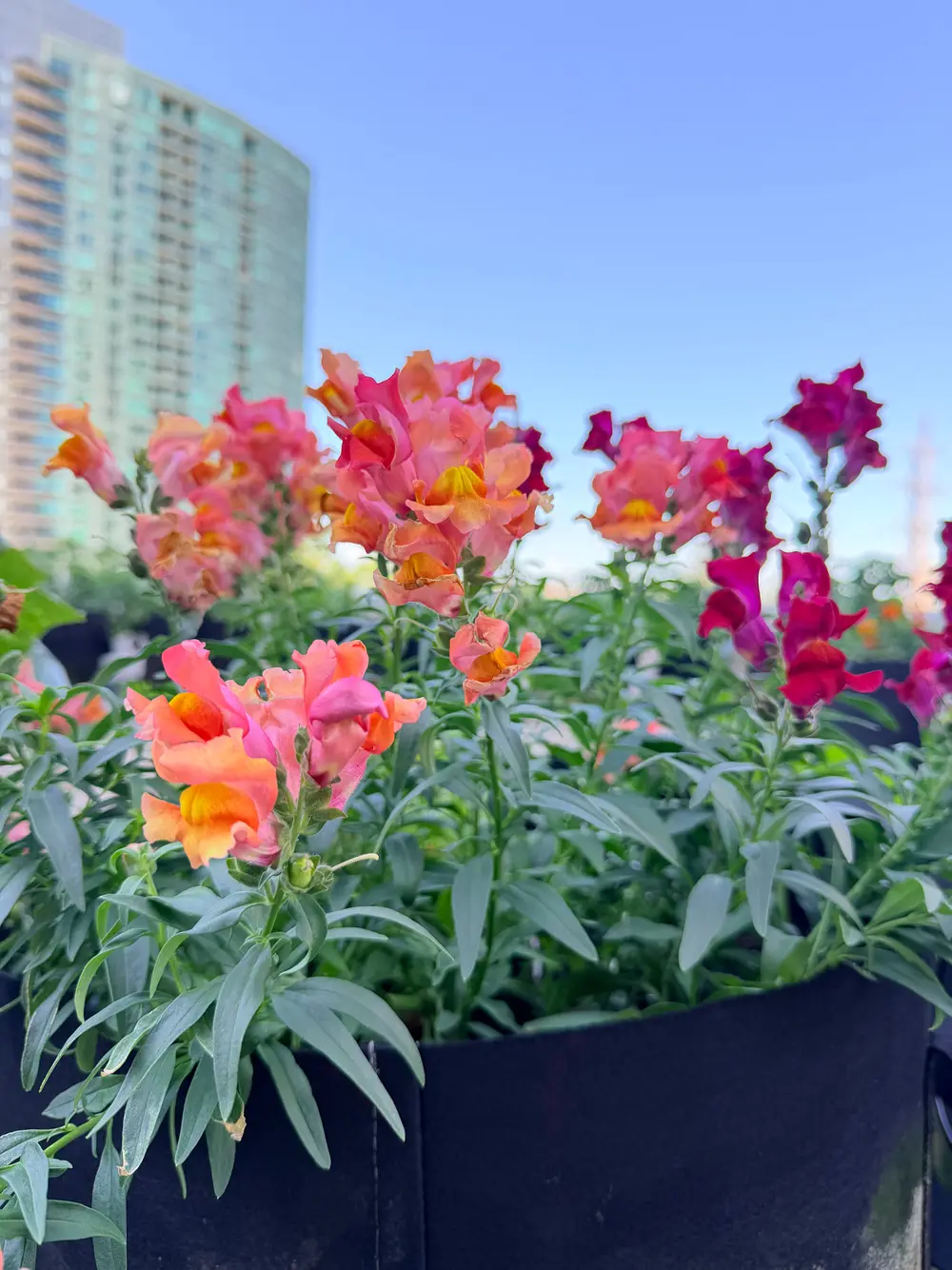 Orange and pink snapdragon flowers bloom in a rooftop planter with a skyscraper in the background.