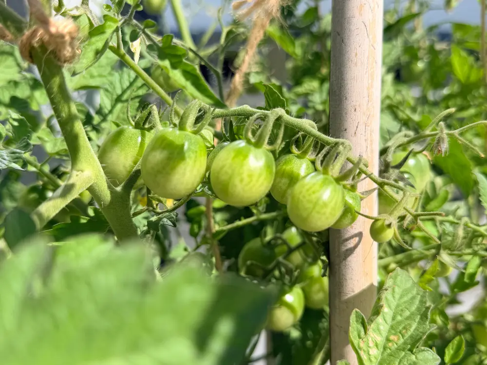 Cluster of green unripe tomatoes on a vine tied to a stake
