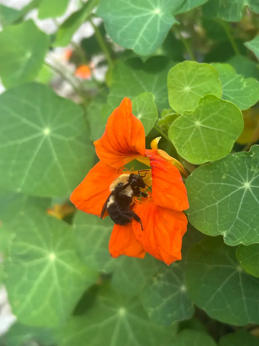 A bumblebee sits on an orange nasturtium flower surrounded by green leaves