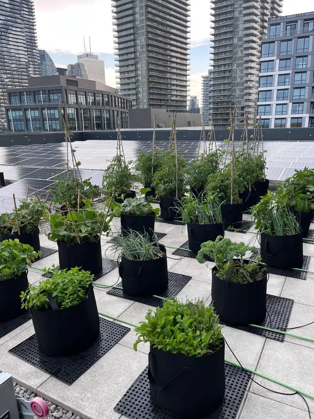 Rows of potted vegetable plants on a rooftop with solar panels and city skyscrapers behind.