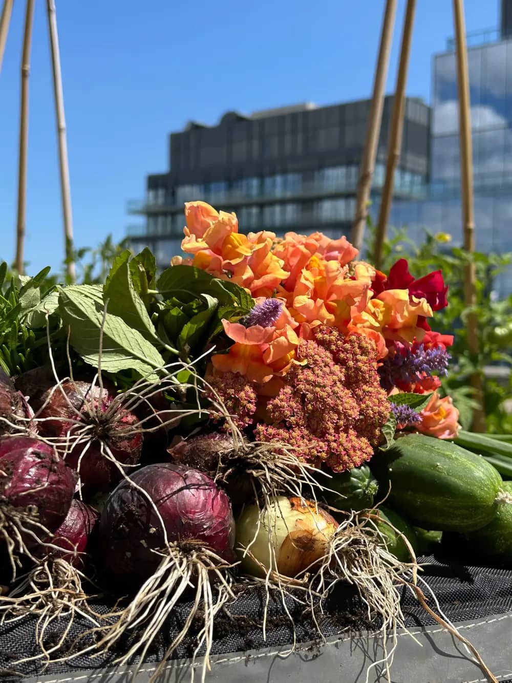 Harvested onions, flowers, and courgettes on a rooftop with a building backdrop